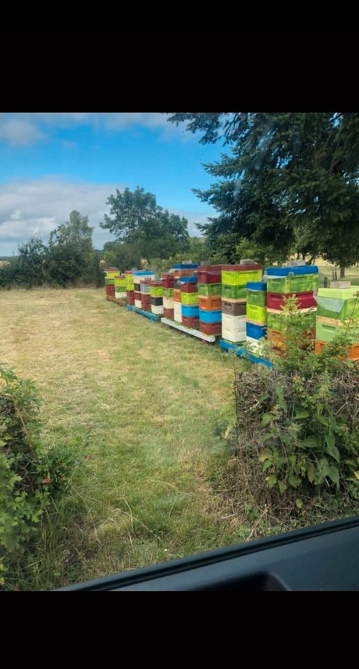 Bienenvölker Buckfast Carnice 8 Stück Zander (9er) in Düren