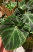 Philodendron Verrucosum Wetsticks Nordrhein-Westfalen - Moers Vorschau