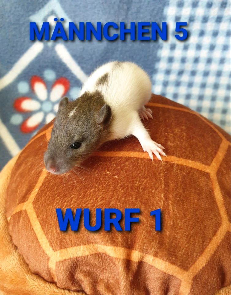 14 Rattenbabys Männchen in Dortmund