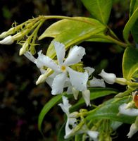 Sternjasmin 60-80cm - Trachelospermum Niedersachsen - Bad Zwischenahn Vorschau