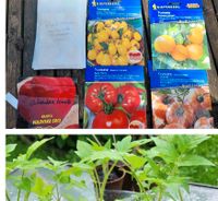 6 x Tomaten-Jungpflanzen Yellow Pearshaped Goldene Königin etc Nordrhein-Westfalen - Neuss Vorschau