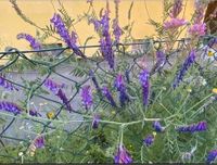 10 Samen Zottige Wicke, Kletterpflanze Hummel Saatgut Garten Bayern - Baldham Vorschau