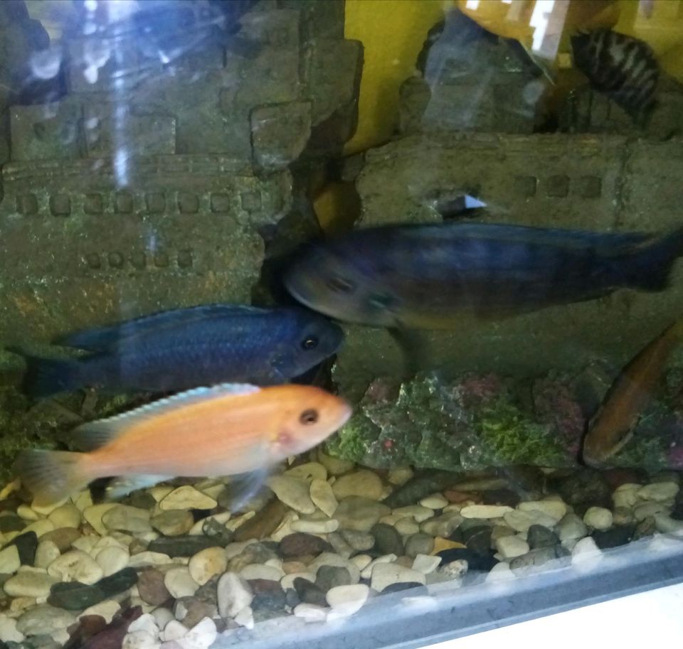 Malawi Fisch in Hannover