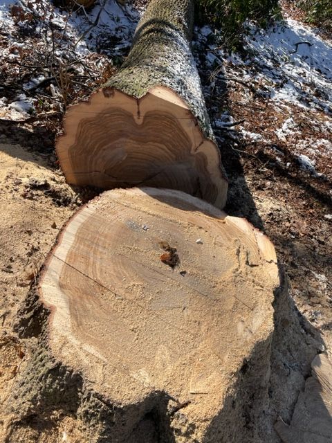 Brenn-Holz (Eiche) in Ahrensburg