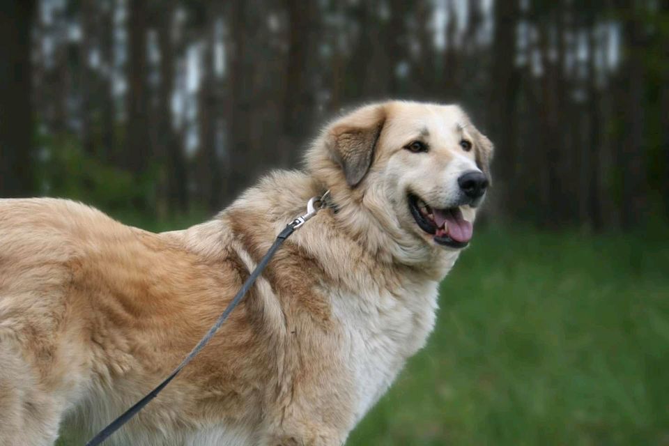 Heidi sucht ein XL Körbchen in Salzwedel