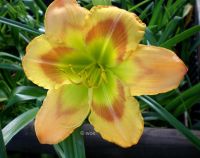 Hemerocallis Taglilie " Puppy Dog Kisses"  Gossard 2010  EF Köln - Merkenich Vorschau