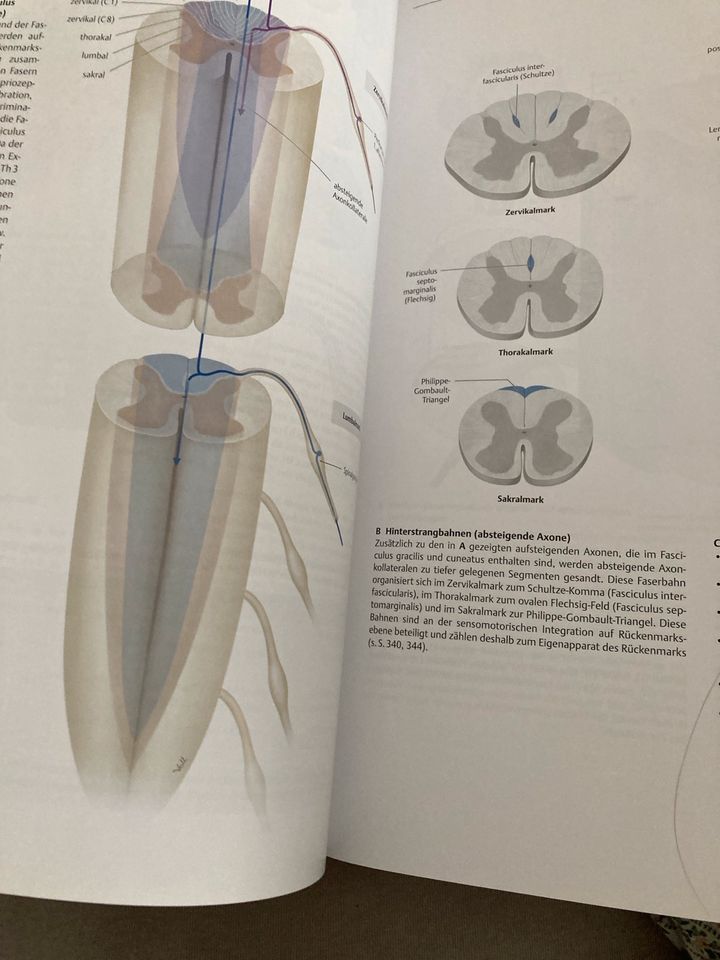 2 x Anatomie medizin. Fachbuch/Atlas Lippert & Prometheus Thieme in Kohlberg