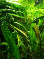 Hammerschlag-Wasserkelch (Cryptocoryne aponogetifolia) Berlin - Charlottenburg Vorschau