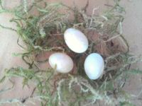 Zebrafinkeneier. Eier Nordrhein-Westfalen - Remscheid Vorschau