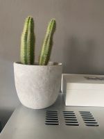 Kaktus im stylischen Topf von Granit Berlin - Steglitz Vorschau