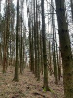 Fichte Käferholz und Frischholz Saarland - Nonnweiler Vorschau