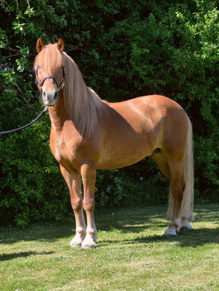 Andalusier x Haflinger Wallach von 2007 in Rees
