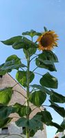 Riesen-Sonnenblumensamen Amazon USA Sorte Rarität!!! Bayern - Westheim Vorschau