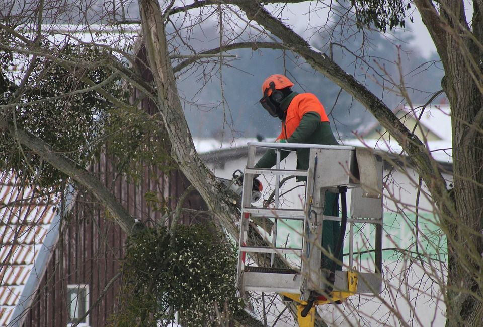 Baumfällung, -kontrolle, -pflege, Spezialfällung, Baum fällen in Demmin