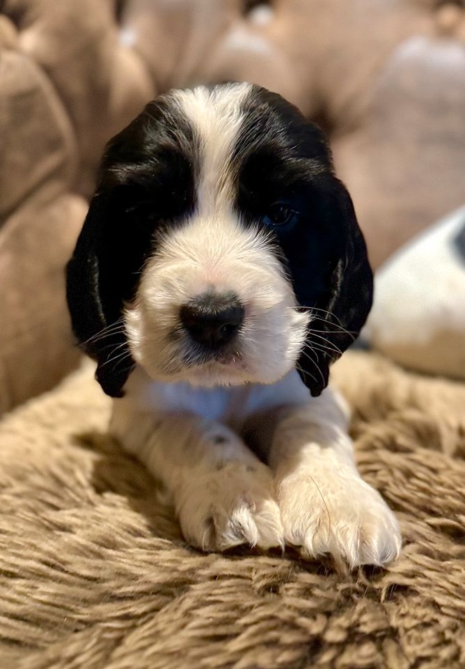 Cocker Spaniel Welpen in Bremervörde