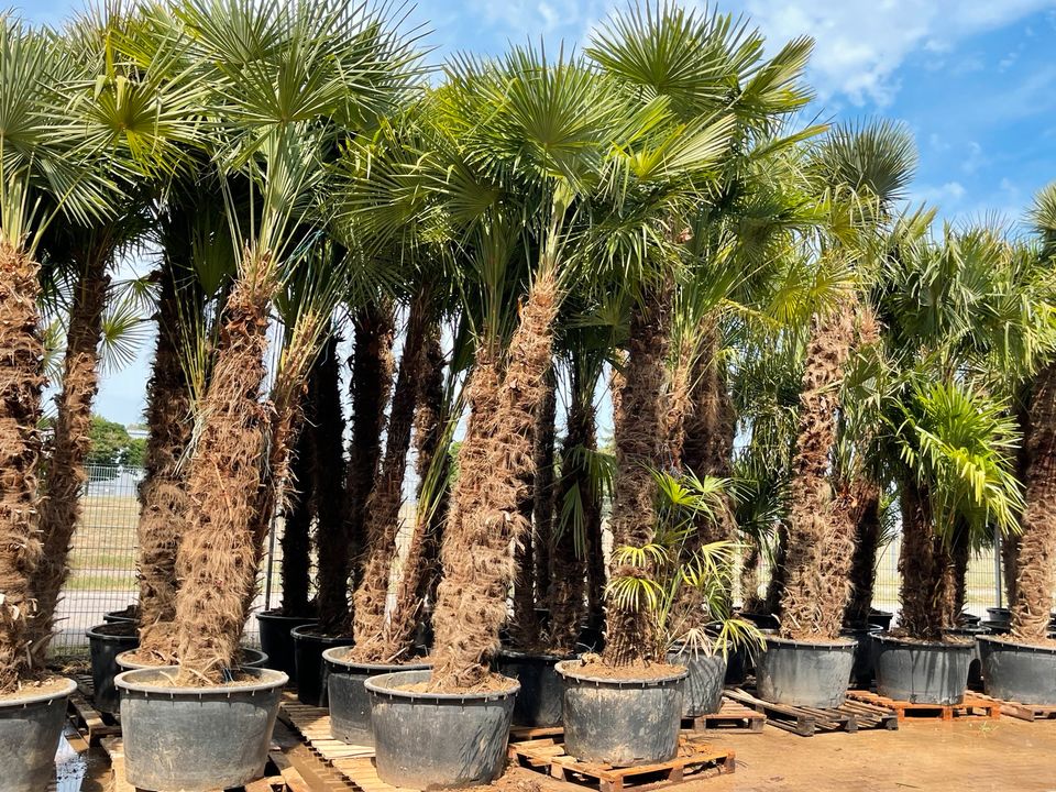 Trachycarpus 2er Multistamm Mehrstämmige Palme Fortunei in Ettenheim