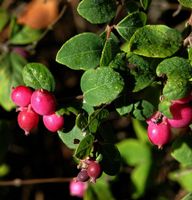 10x Niedrige Purpurbeere 15-20cm - Symphoricarpos chenaultii Niedersachsen - Bad Zwischenahn Vorschau