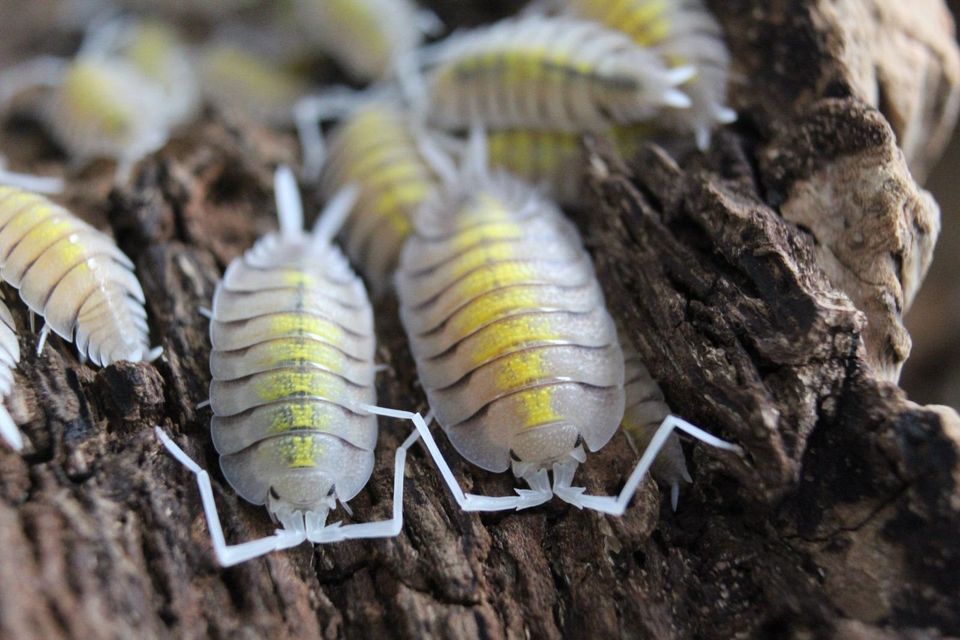 Porcellio bolivari "yellow ghost" - Asseln, isopods, ENZ in Fleringen