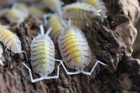 Porcellio bolivari "yellow ghost" - Asseln, isopods, ENZ Rheinland-Pfalz - Fleringen Vorschau