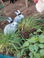 Kaninchen  suchen Traumheim❤️ Rheinland-Pfalz - Rockenhausen Vorschau