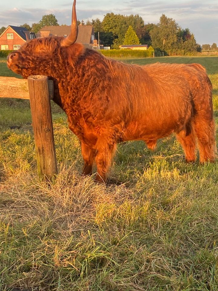 Rindfleisch Highland Cattle Bio in Westerholt