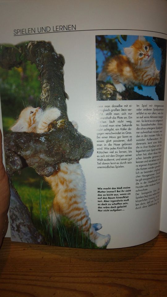 Katzen richtig verstehen.  Helga Hofmann Mosaikverlag 1994 in Oederan