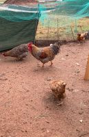 Bielefelder Kennhuhn Mix Bruteier Huhn Rheinland-Pfalz - Vorderweidenthal Vorschau