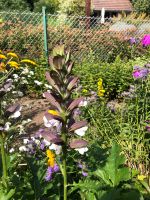 Balkan Bärenklaue - Acanthus Niedersachsen - Braunschweig Vorschau