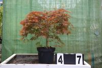 Acer palmatum ´Orangeola´ Ahorn Ahornwochen no. 47 Hessen - Dietzhölztal Vorschau