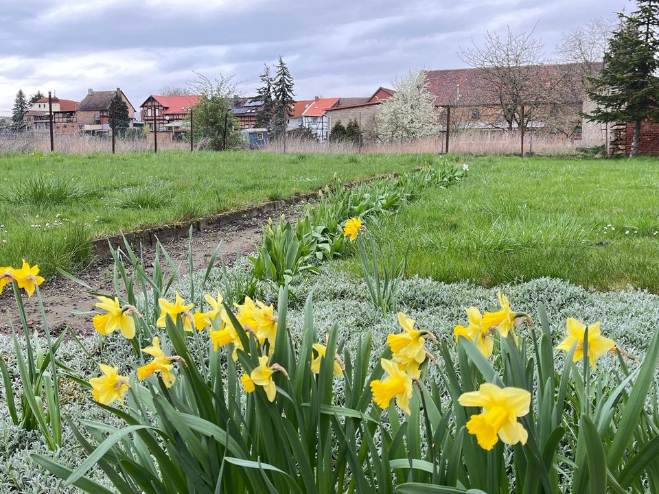 Idyllische Hofanlage mit Bauernhaus, Scheune und viel Platz in Schwanebeck in Schwanebeck