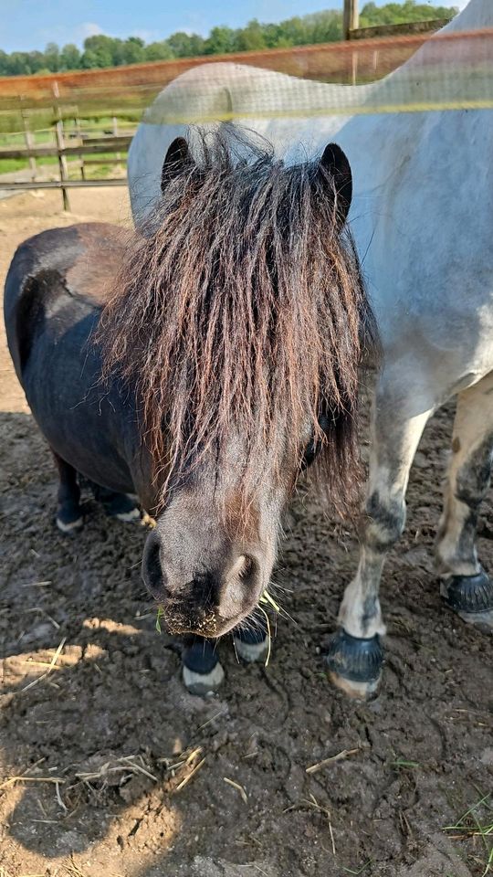 Ponyreiten , Reiten in Hattingen