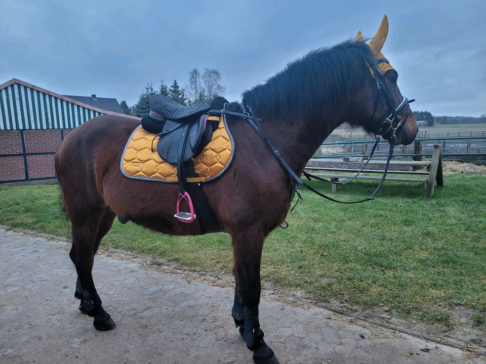 Reitbeteiligung in Bälau