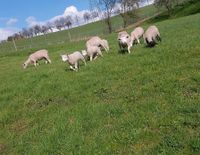 Texel Lämmer Colditz - Zschadraß Vorschau