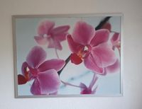 118 x 90 Bild Silber Rahmen gerahmt Orchideen Blumen Sachsen-Anhalt - Zörbig Vorschau