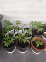 Tomatenpflanzen Tomaten Pflanzen Garten Gemüse Nutzgarten Nordrhein-Westfalen - Dülmen Vorschau