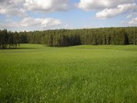 Wiese oder Weide in Waldbreitbach / Glockscheid gesucht Rheinland-Pfalz - Waldbreitbach Vorschau