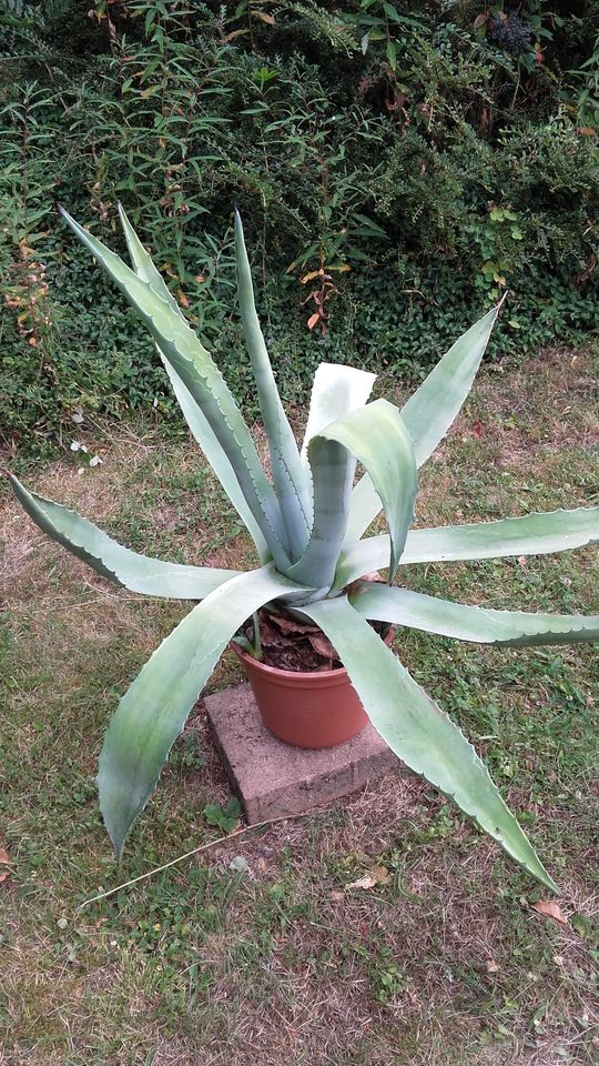 Agave aus Frankreich in Bad Schwalbach