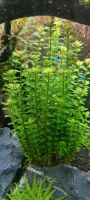 Rotala indica Nordrhein-Westfalen - Versmold Vorschau