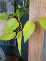Epipremnum pinnatum neon Niedersachsen - Gleichen Vorschau