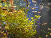 Aquarium Pflanzen schnellwachsend verschiedene Sorten Nordrhein-Westfalen - Mönchengladbach Vorschau