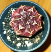 GYMNOCALYCIUM MIHANOVICHII "DAY DREAM" roter Kaktus, purple Sachsen-Anhalt - Muldestausee Vorschau