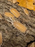 12 + Porcellio nicklesi multicolor Asseln Isopods Nordrhein-Westfalen - Oerlinghausen Vorschau