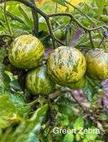 GREEN ZEBRA Tomaten Tomatenpflanzen Pflanzen Sachsen - Hartenstein Vorschau