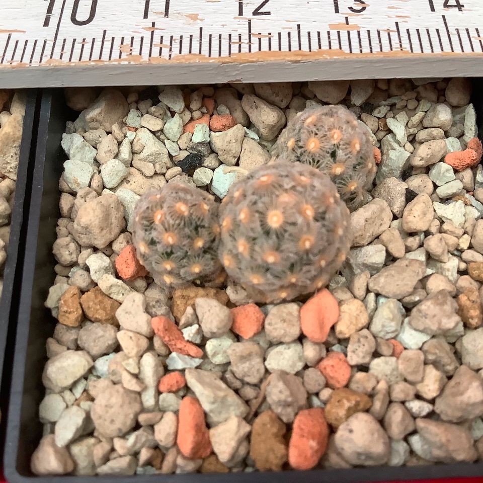 Ariocarpus + Lophophora variegata + Turbinicarpus + Mammillaria in Aachen