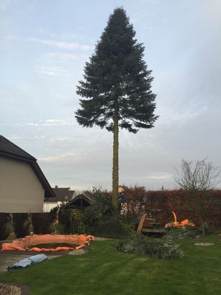 Fachbetrieb für Baumfällung Baumpflege Problembaumfällung in Horn-Bad Meinberg