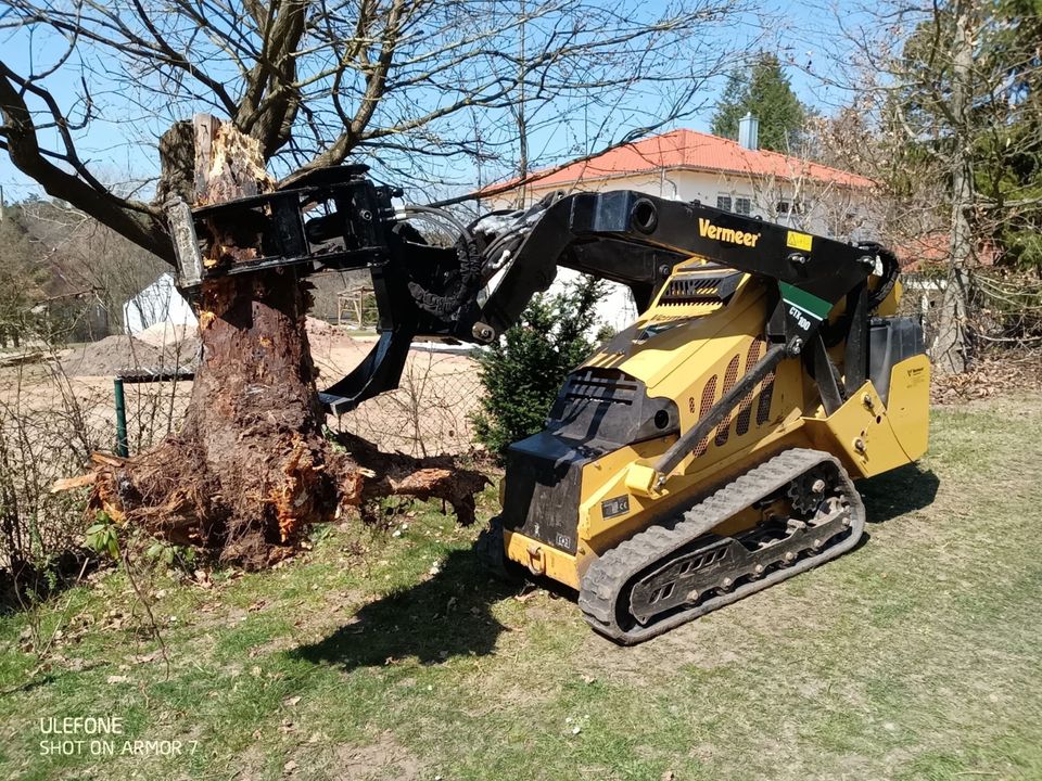 Baumfällung Problembaumfällung Sturmschäden Baumpflege in Wingst