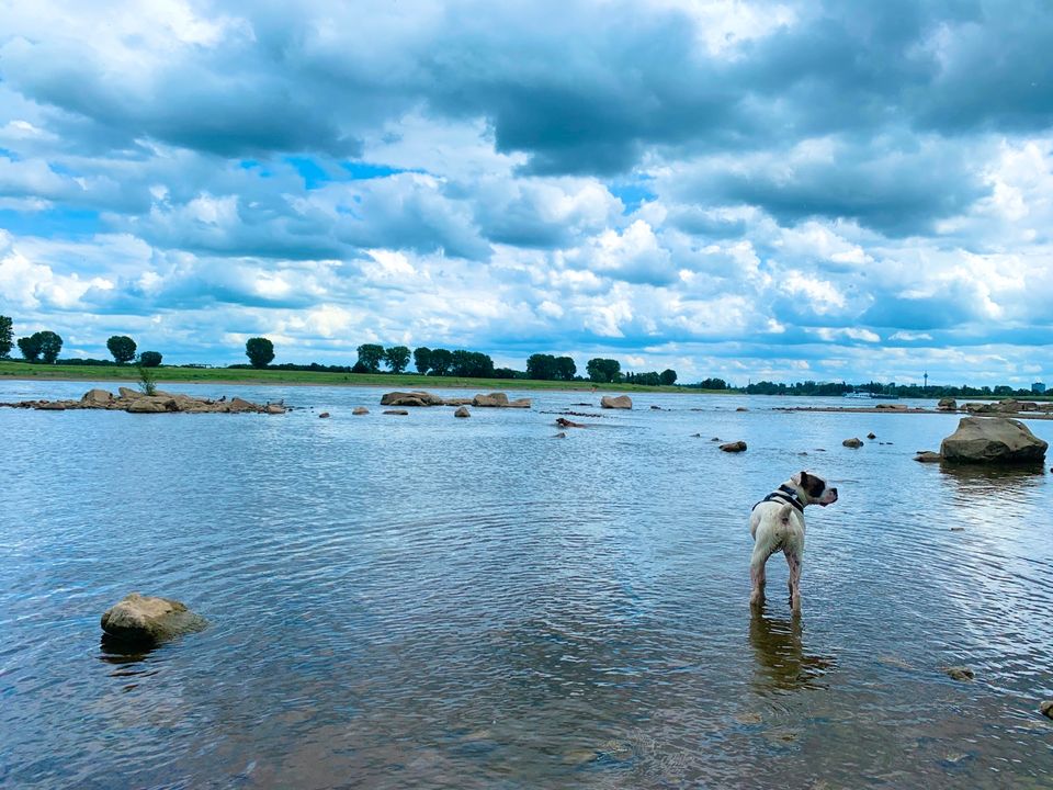 HuTa Hundetagesstätte Hundetraining Hundebetreuung  DogWalker in Krefeld