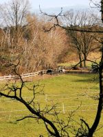 Platz im  Offenstall Allergiker geeignet Paddocktrail Niedersachsen - Dannenberg (Elbe) Vorschau