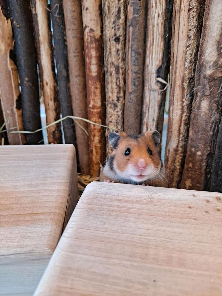 Goldhamster Hamsterladen Steinmann in Plettenberg