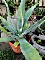 große Agave für Garten Sachsen - Bischofswerda Vorschau